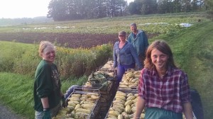 Bringing in the last of the winter squash