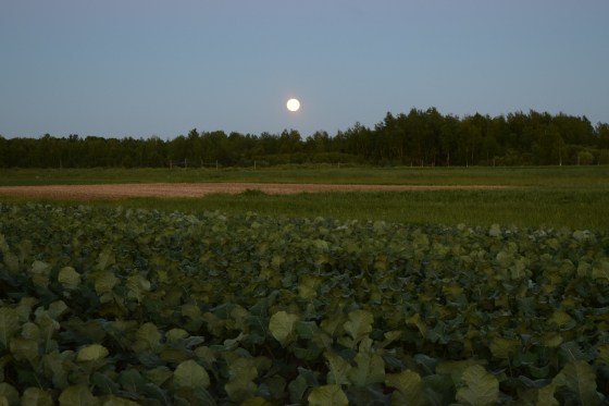 Summer Solstice moon over the broccoli 