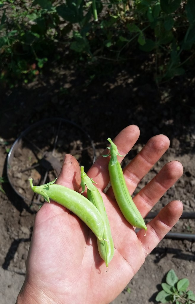 This image has an empty alt attribute; its file name is 20180724_161203-e1532908530579.jpg