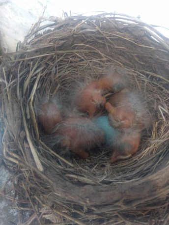 img_20180729_115908619