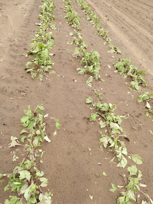 img_20200709_135350419