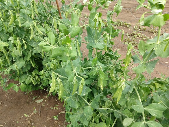 img_20200709_135401537