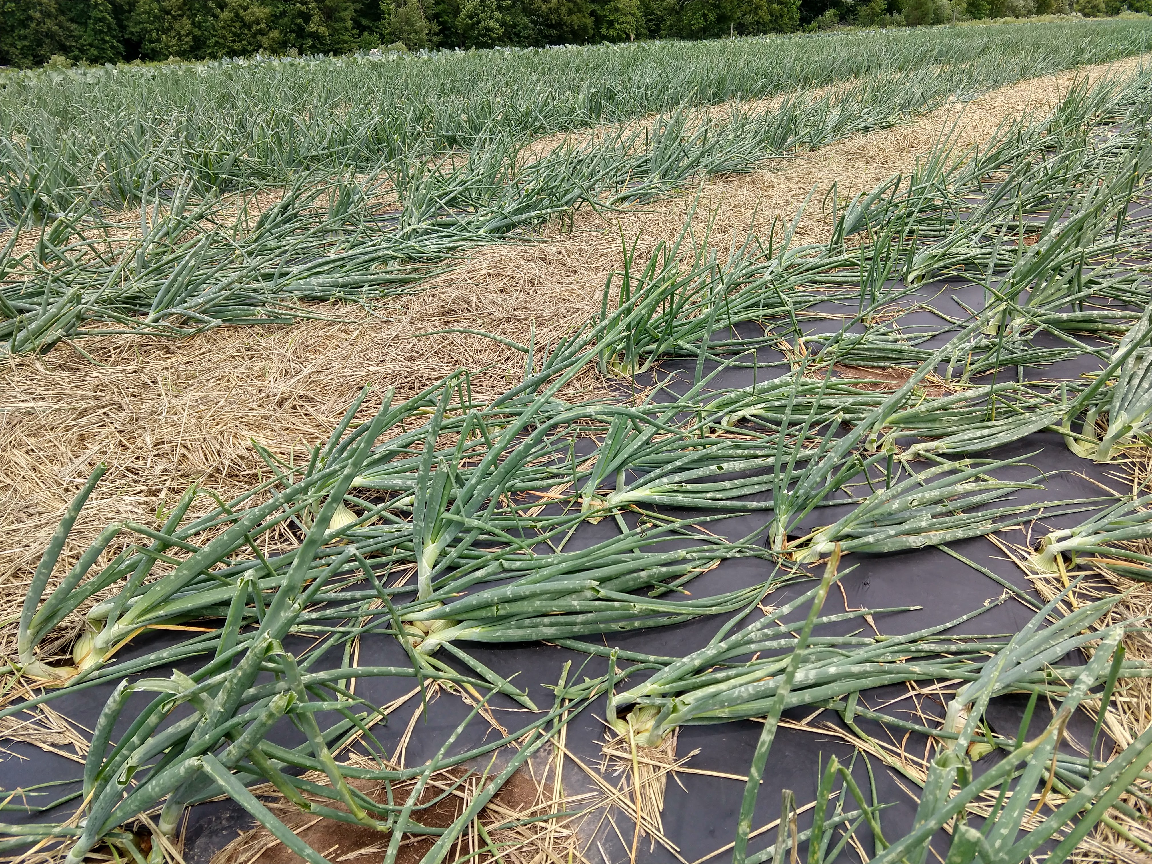 img_20200709_135930949_hdr