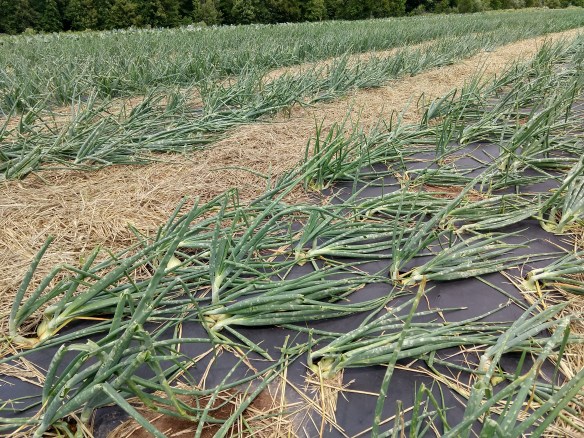 img_20200709_135930949_hdr