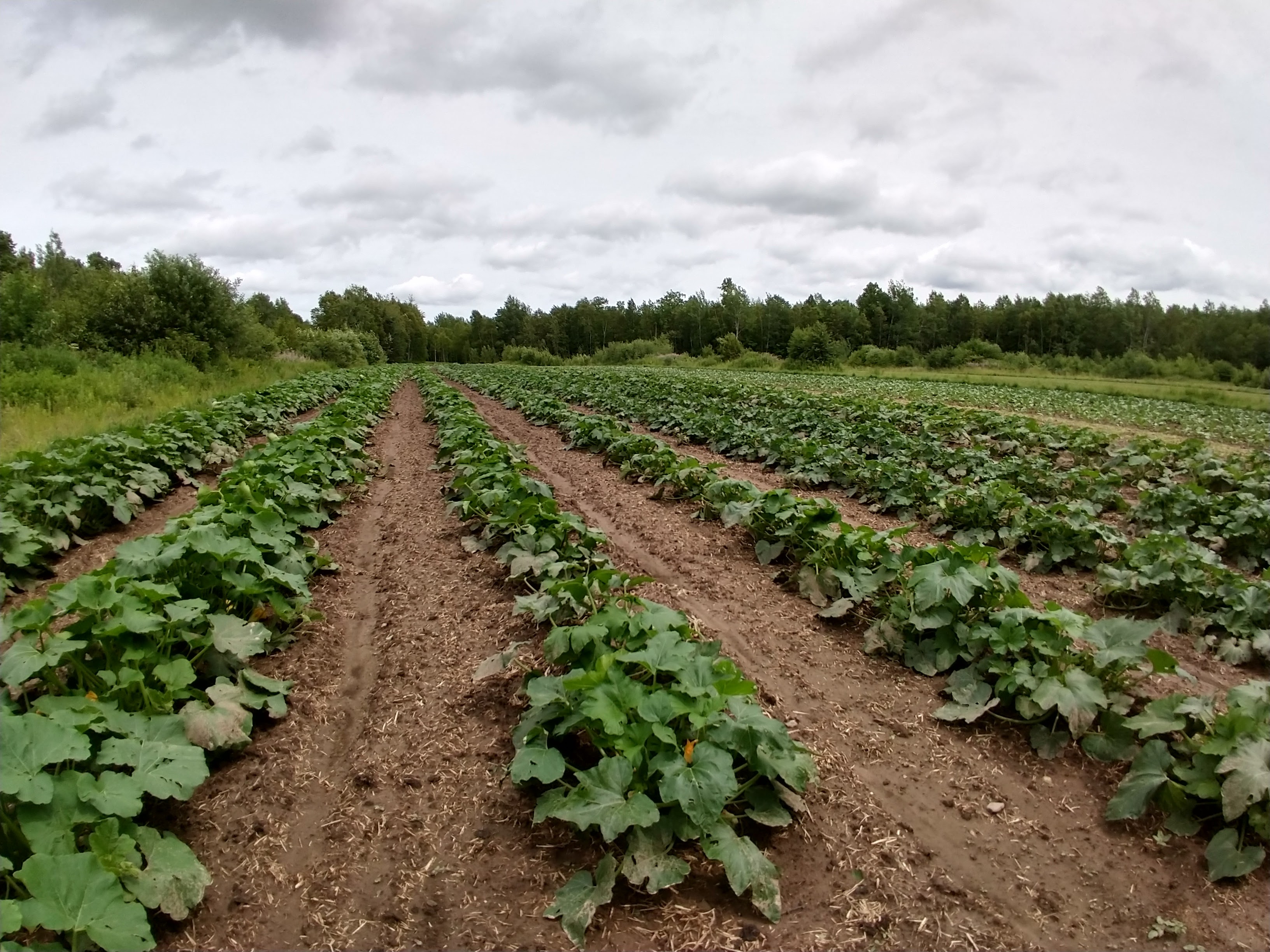 img_20200709_141236747_hdr