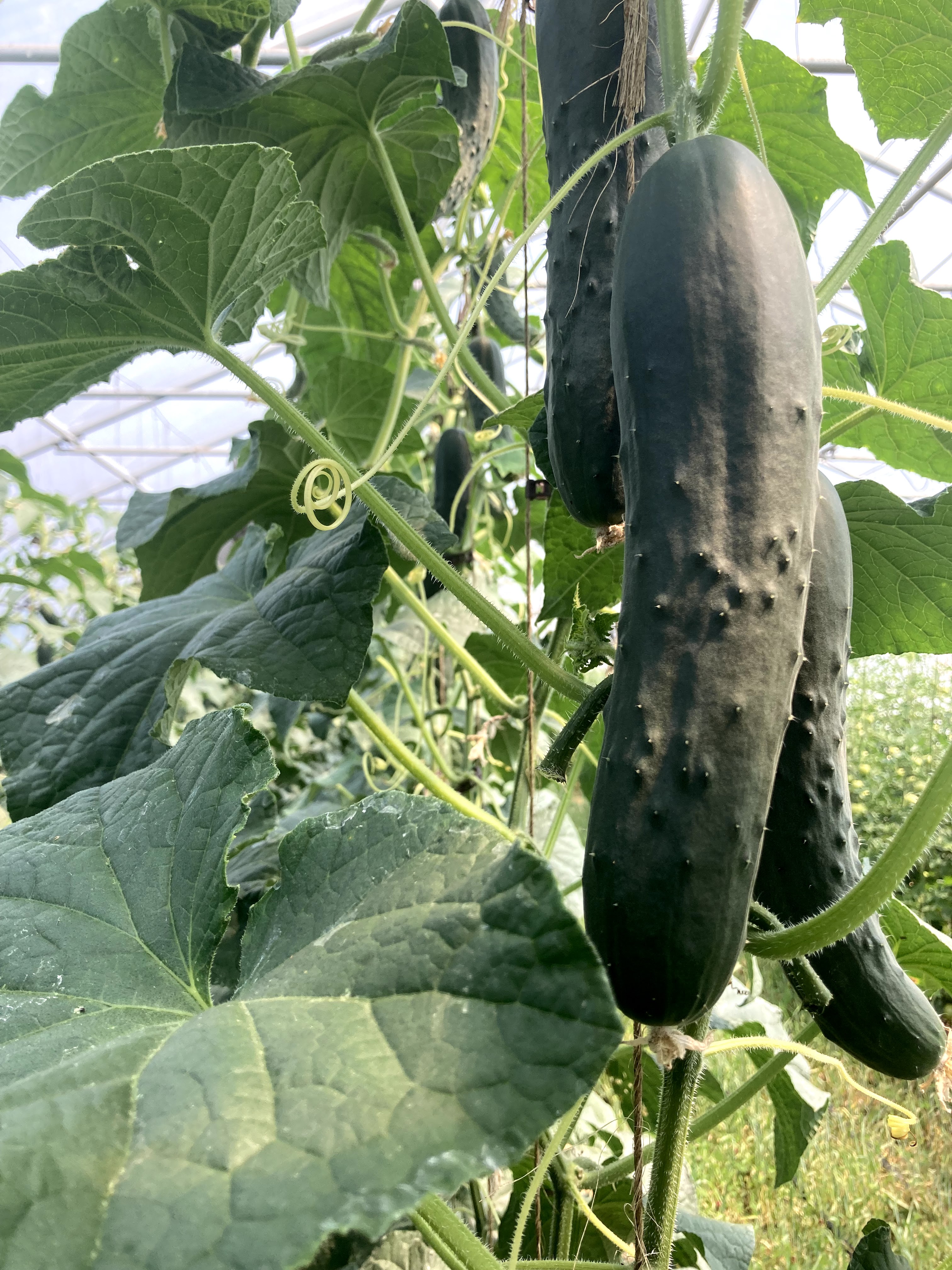 This image has an empty alt attribute; its file name is img_3230.jpg