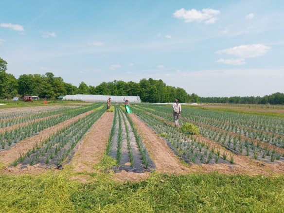 June Spring Farm June | 2023 | Food Farm
